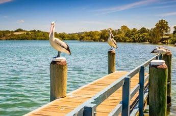 Pelicans On A Pier In Tweed Heads — Mobility Shop In Tweed Heads, NSW Pelicans On A Pier In Tweed Heads — Mobility Shop In Tweed Heads, NSW